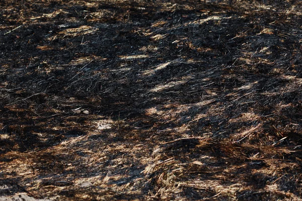 Mordbrand torrt gräs — Stockfoto