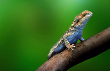 ağaç dalı tropik adada yaban hayatı içinde kertenkele