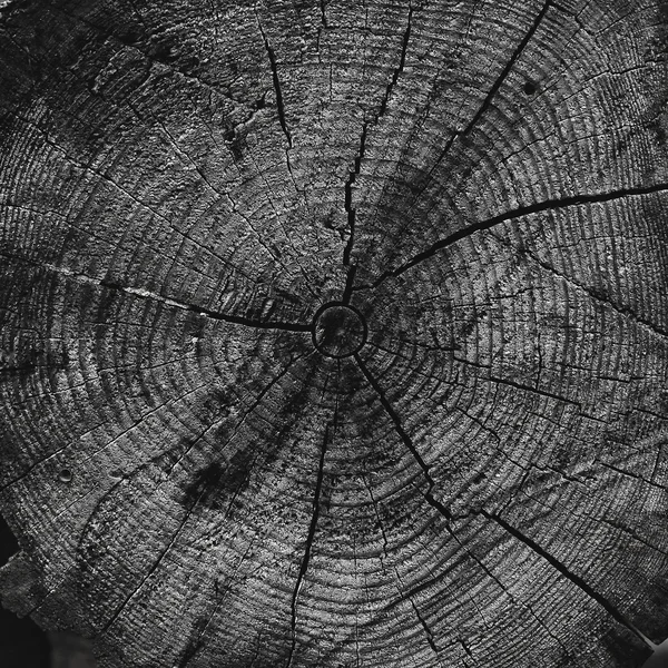 Abstract wooden background, circles patterns on the stump — Stock Photo, Image