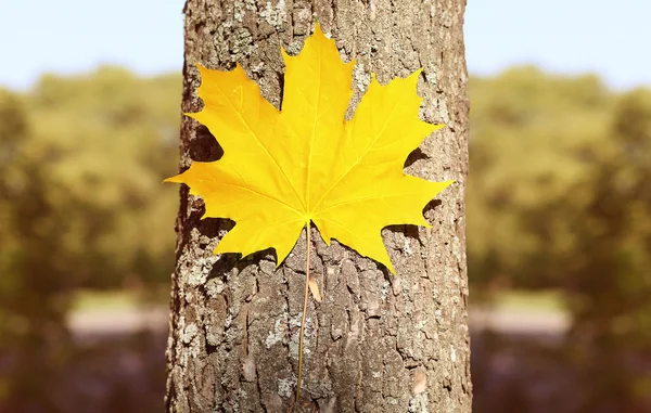 Herfst achtergrond, gele maple leaf op de boom, natuur, seizoen - concept — Stockfoto