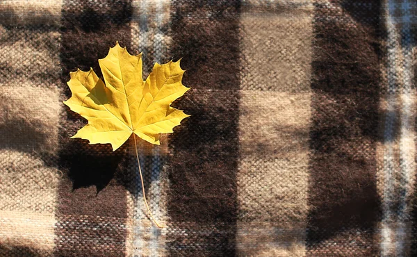 Podzimní pozadí, žlutá javorový list na kostkované — Stock fotografie