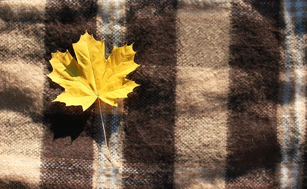 Fondo autunnale, foglia d'acero giallo sul plaid — Foto Stock