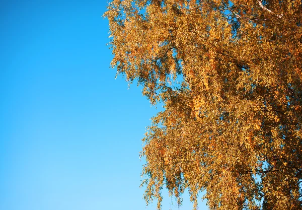 Autumn background tree and sky — Stock Photo, Image