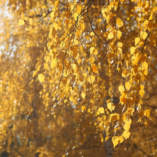 Autumn sunny abstract background, yellow leafs branch tree — Stock Photo, Image