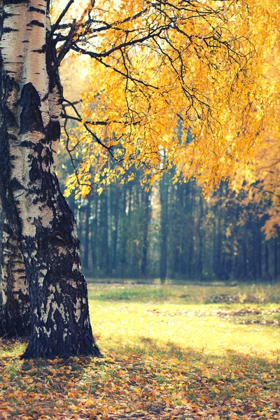Autumn season, yellow foliage tree in forest background — Stock Photo, Image