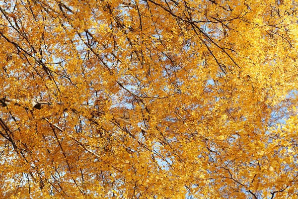 Autumn background, yellow foliage tree — Stock Photo, Image