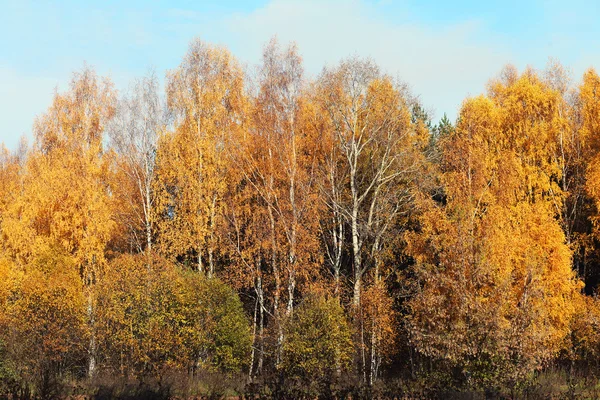 Colorful autumn landscape, forest background — Stock Photo, Image