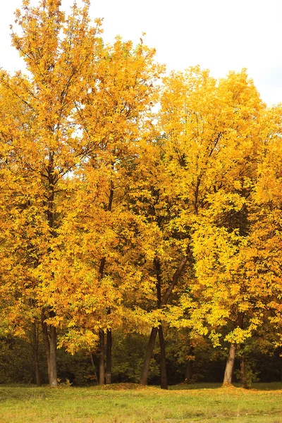 Autumn forest, yellow trees landscape — Stock Photo, Image