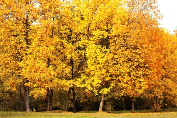 Autumn landscape, yellow trees in forest — Stock Photo, Image