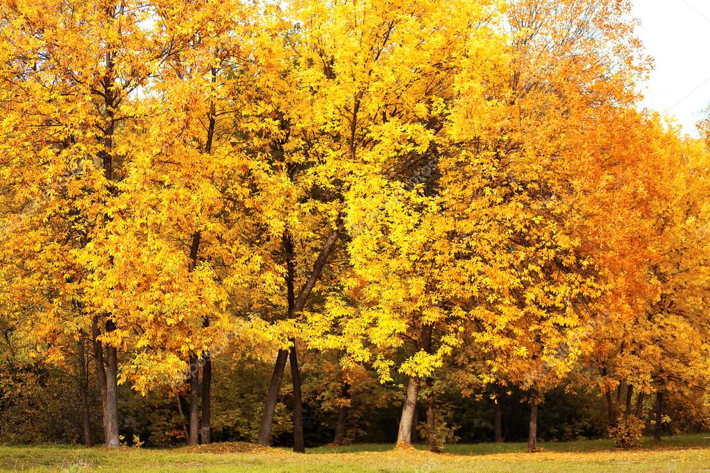 depositphotos_57238957-stock-photo-autumn-landscape-yellow-trees-in.jpg