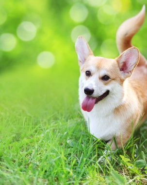 Mutlu köpek çim yaz gün