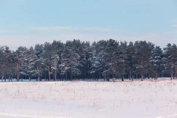 Hiver forêt paysage arrière-plan par temps froid — Photo