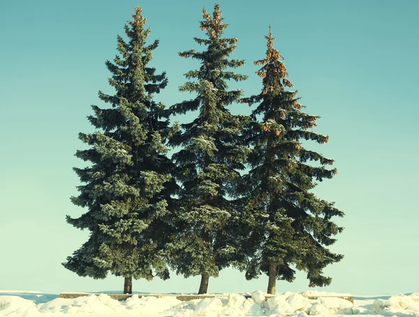 Vintage foto kerstbomen in de winter — Stockfoto