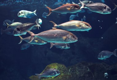Muhteşem Sualtı dünyasını, tropikal parlak gümüş balık Balık