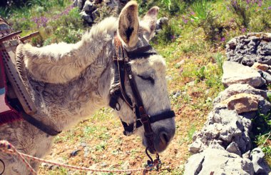 Eşek ile sıcak bir yaz günü bir sepeti ayakta