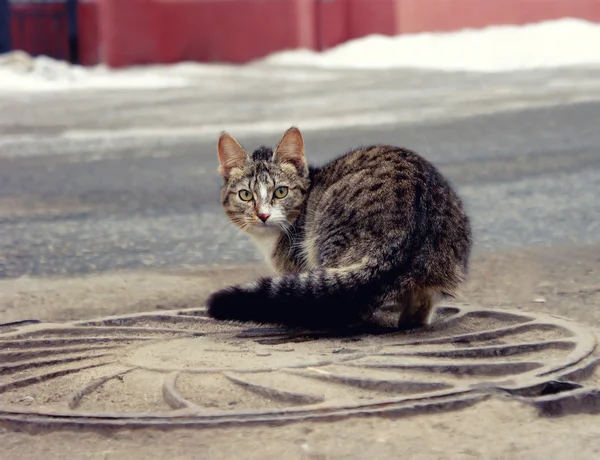 Gato solitário sem-teto sentado na estrada da cidade — Fotografia de Stock