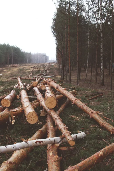 Životního prostředí, přírody a odlesňování koncepce lesní - kácení o — Stock fotografie