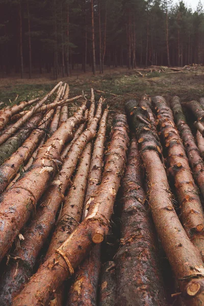 Leefmilieu, natuur en ontbossing bos concept - o kappen — Stockfoto