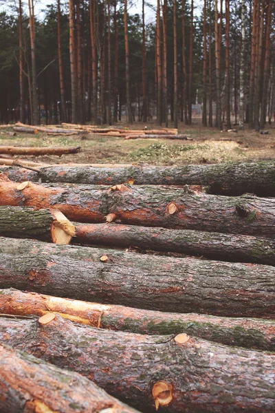 Leefmilieu, natuur en ontbossing bos concept - o kappen — Stockfoto