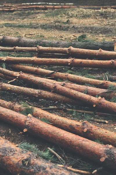 Leefmilieu, natuur en ontbossing bos concept - o kappen — Stockfoto