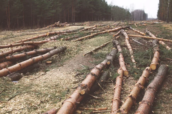 Ochrony środowiska, przyrody i wylesiania lasów koncepcja - ścinka o — Zdjęcie stockowe