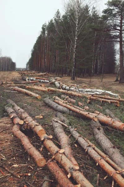 Environnement, nature et déforestation concept forestier - abattage o — Photo