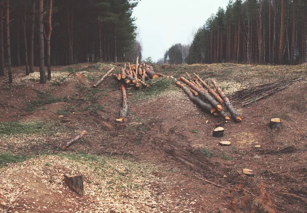 Ochrony środowiska, przyrody i wylesiania lasów koncepcja - ścinka o — Zdjęcie stockowe