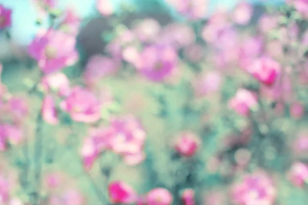 Weiche vintage verschwommen floralen hintergrund, frühling rosa blumen defo — Stockfoto