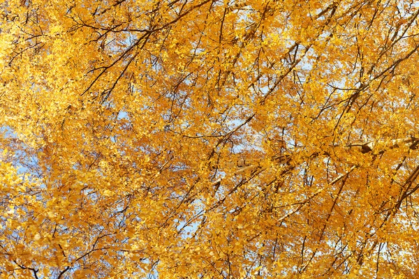 Yellow foliage of branches trees, sunny autumn background — Stock Photo, Image