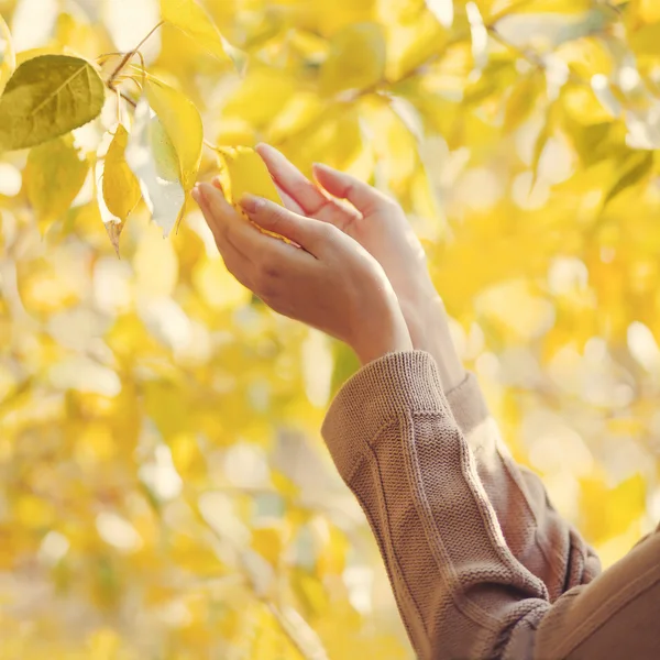 Outono foto sensual feminino mãos toque amarelo folhas árvore — Fotografia de Stock