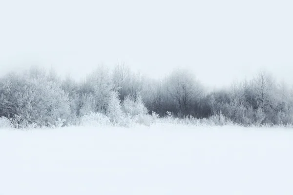Hermoso paisaje de bosque de invierno, árboles cubiertos de nieve — Foto de Stock
