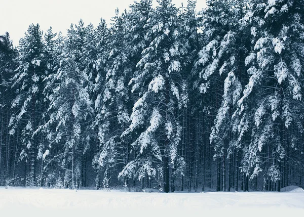 Paysage hivernal de forêt, pins couverts de neige — Photo