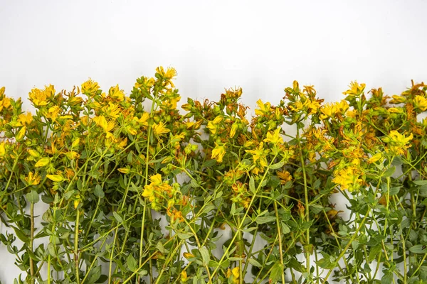 Hypericum žlutý divoký květ na bílém pozadí se používá v medicíně. — Stock fotografie