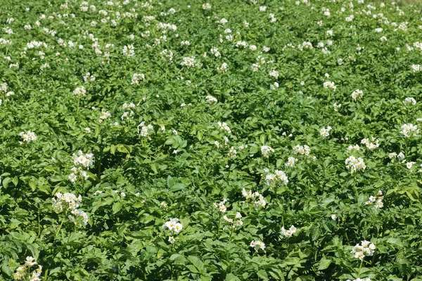 Patates tarlası, pankart ve tasarım için. — Stok fotoğraf