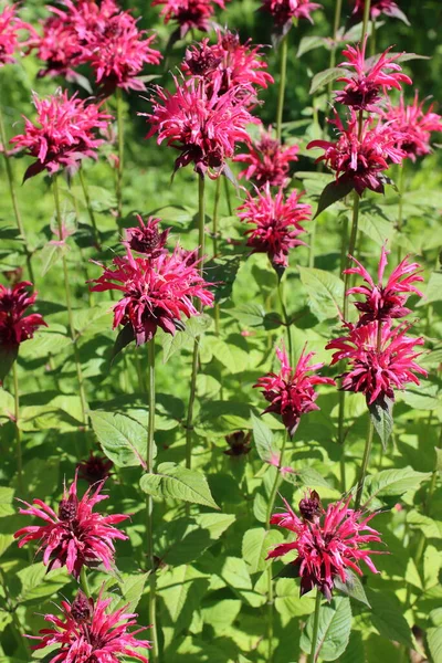 Bergamotte blüht wunderschön im Garten, wird als aromatischer Zusatz zum Tee und als Heilpflanze verwendet. — Stockfoto