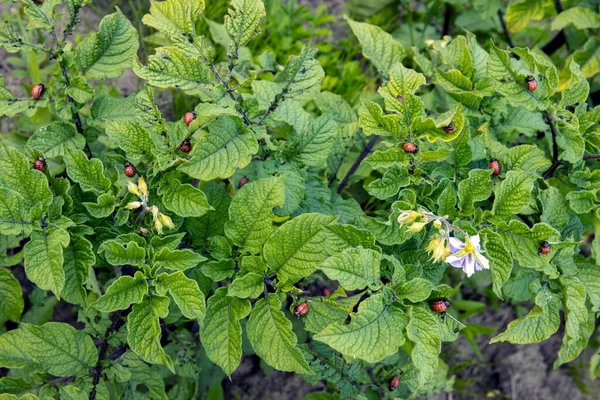 Colorado Kartoffelkäferlarven auf einem Kartoffelstiel aus nächster Nähe. — Stockfoto