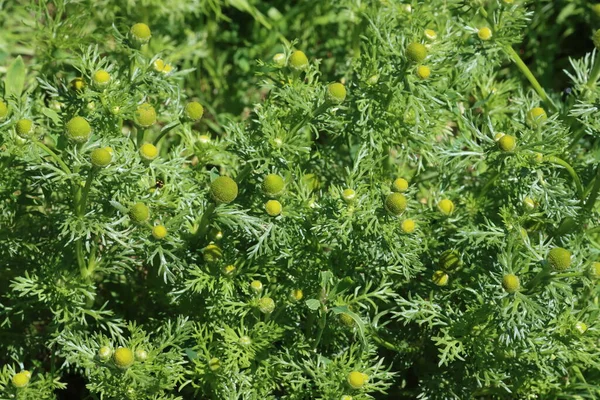 香绿色洋甘菊，药用植物，用于医药. — 图库照片