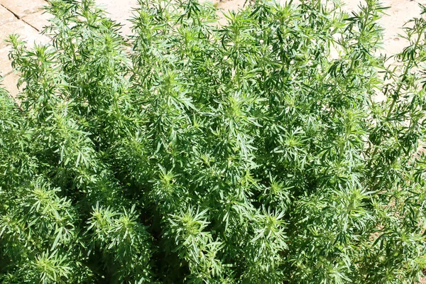 Zelené pelyněk roste na zahradě, léčivé rostliny, používané v medicíně. — Stock fotografie