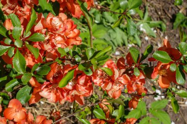 Quince blooms in spring with beautiful orange flowers.