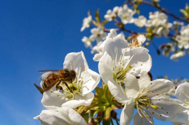 A bee collects nectar and pollen on a white flower of a fruit tree.