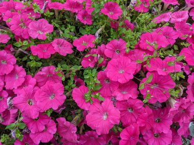 Pink petunia close-up for packaging, advertising and design.