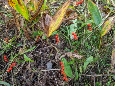 Lily of the valley with orange berries, the fruits are poisonous.
