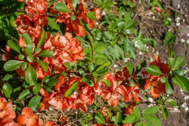 Quince blooms with beautiful orange flowers. Floral background.