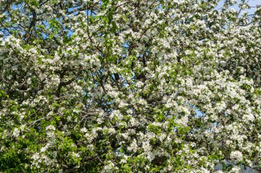Blooming apple tree in spring, beautiful spring landscape.