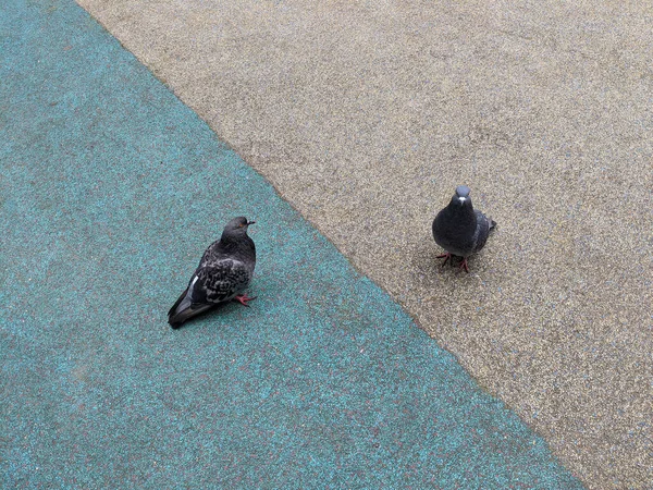 Two pigeons sit on a platform divided into two halves of different color. Stock Fotó