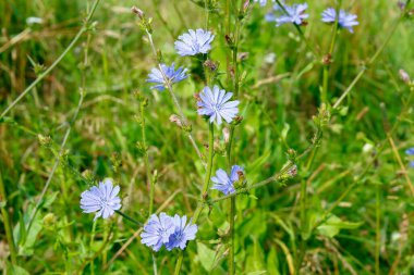Hindiba tarlada yetişir ve mor çiçekler açar..