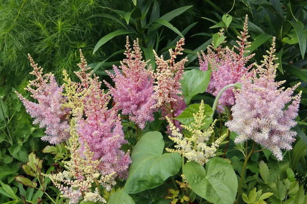Astilbe - perennial pink flowers, beautiful floral landscape. Stock Picture