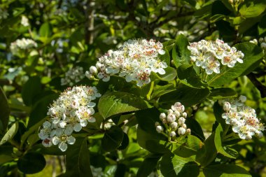 Çiçekli siyah dağ külleri bahçedeki bahar temasının güzel arka planı.