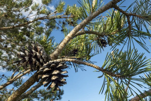 Ramo di pino con coni contro il cielo blu, bellissimo paesaggio. — Foto Stock