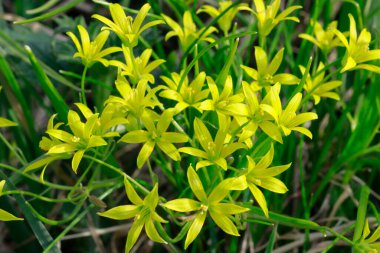 Çayır fotoğrafındaki küçük sarı kır çiçekleri..